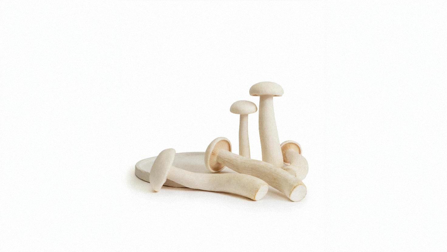 Milky Mushrooms